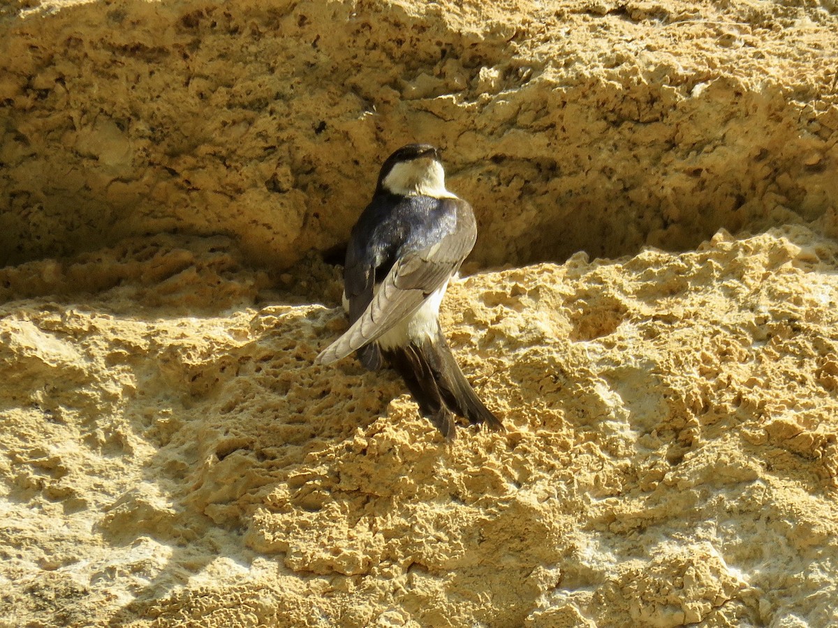 Western House-Martin - Anonymous