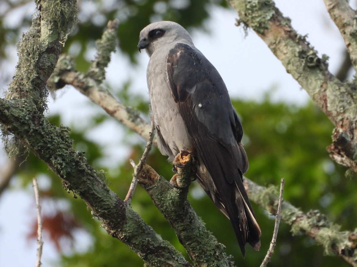 Mississippi Kite - ML620888545