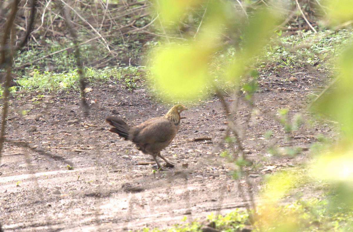 Red Junglefowl - ML620888547