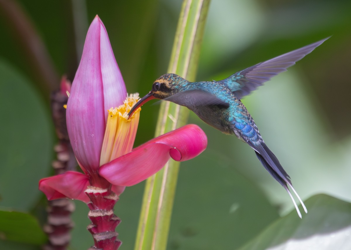 Grünschattenkolibri - ML620888548