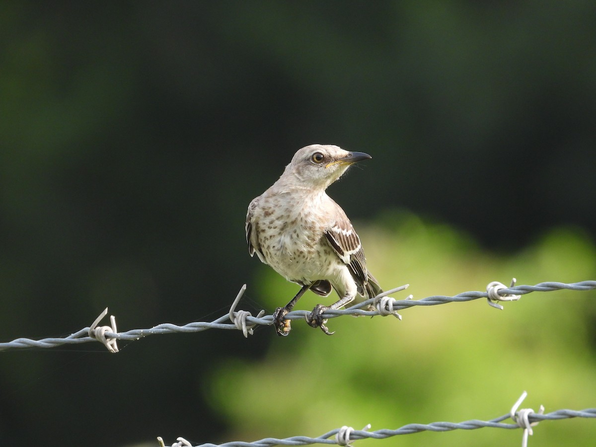 Northern Mockingbird - ML620888555