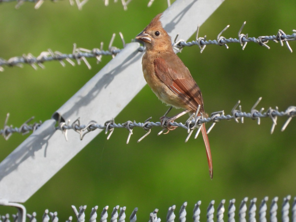 Cardinal rouge - ML620888558