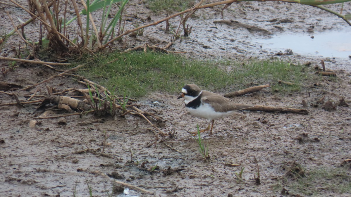 Semipalmated Plover - ML620888559