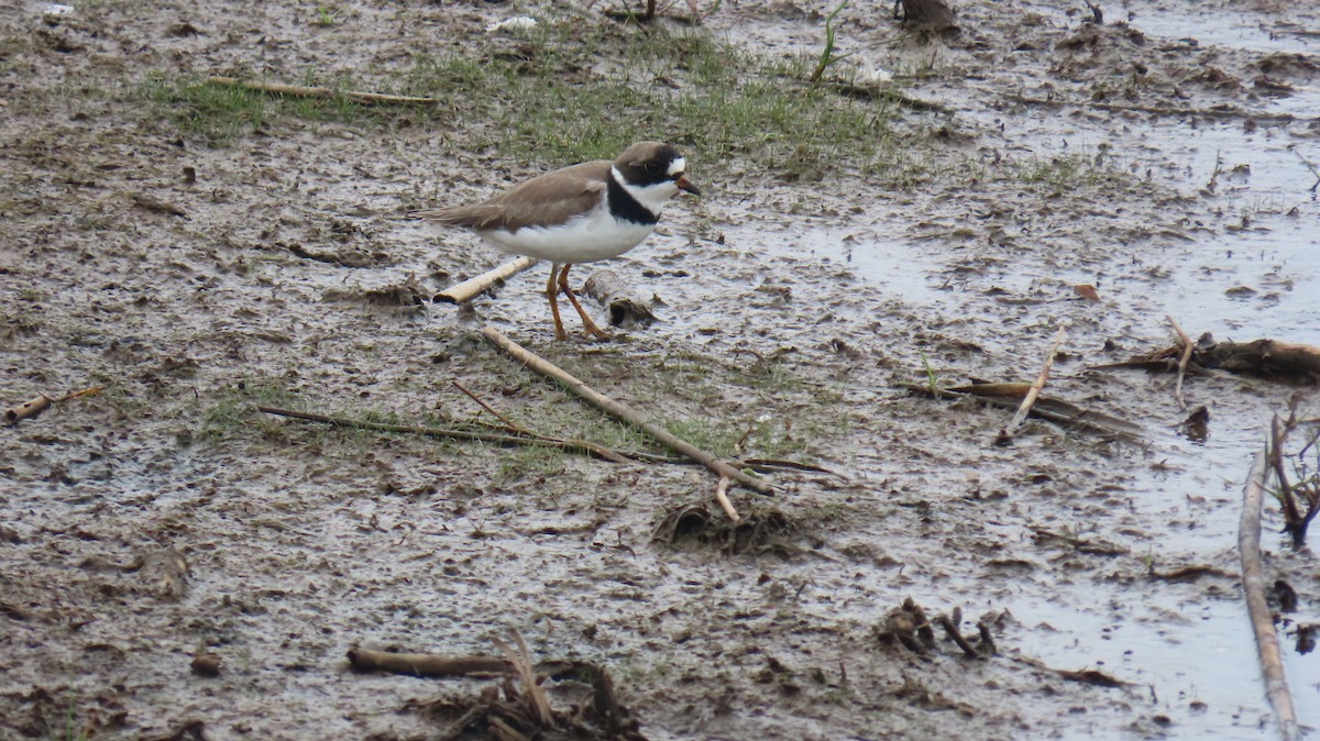 Semipalmated Plover - ML620888560