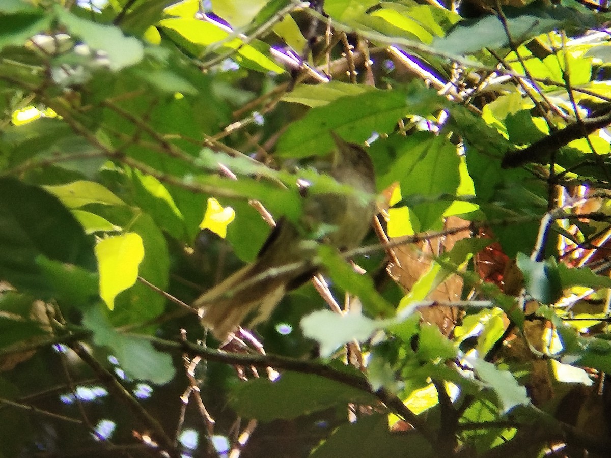 Buff-vented Bulbul - Lars Mannzen