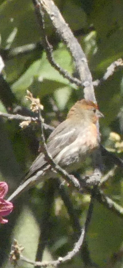 House Finch - ML620888565