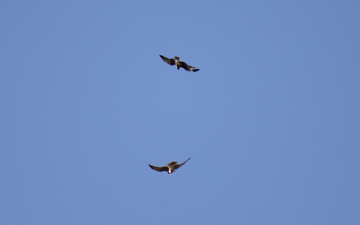 Malagasy Harrier - ML620888568