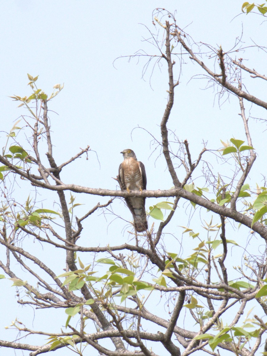 Common Hawk-Cuckoo - ML620888569