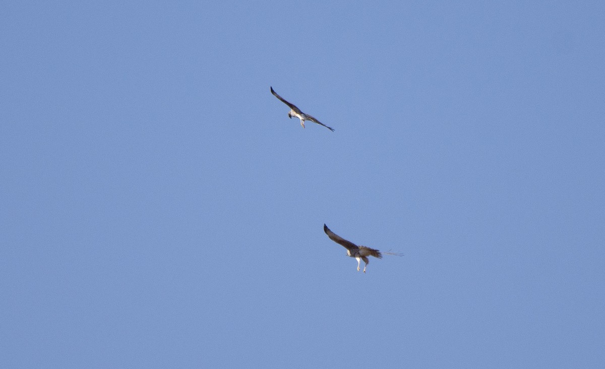 Malagasy Harrier - ML620888570