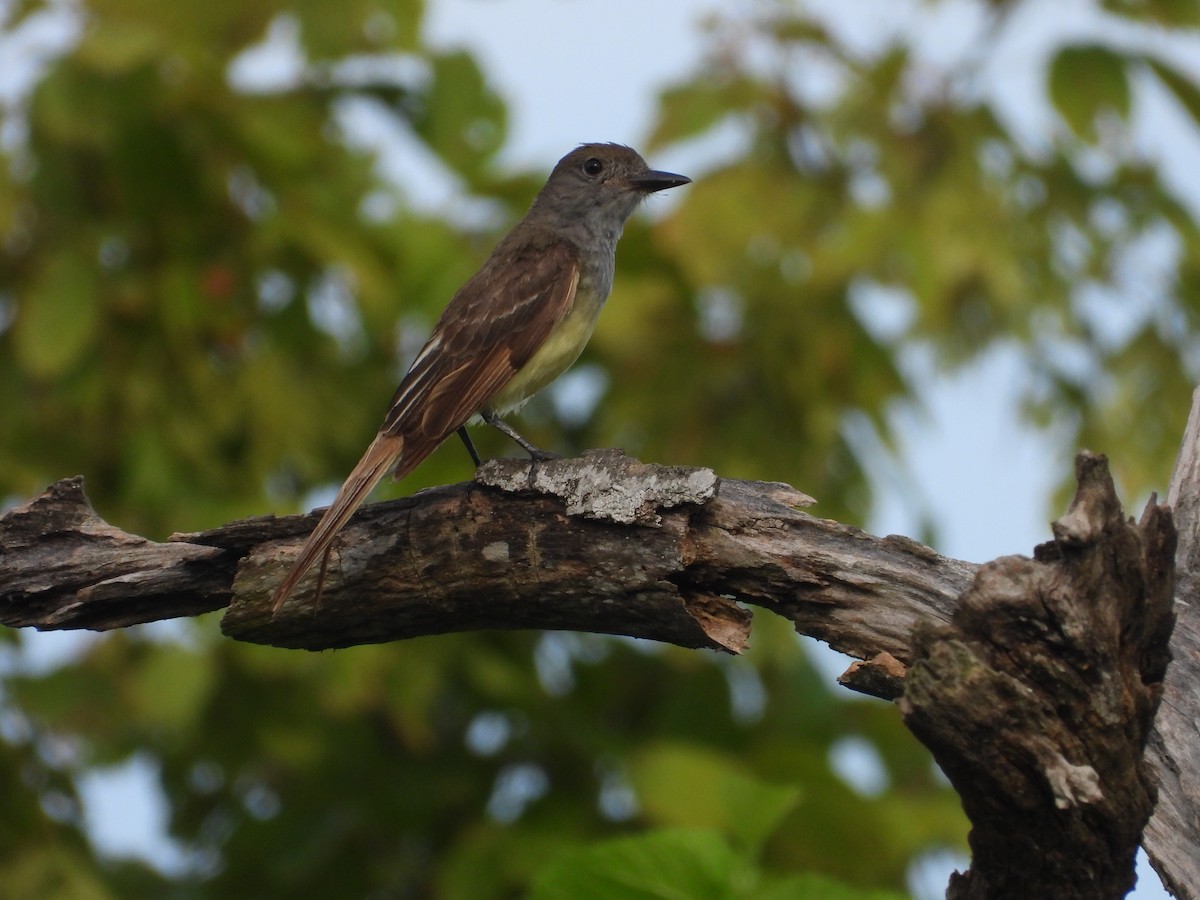 Great Crested Flycatcher - ML620888571