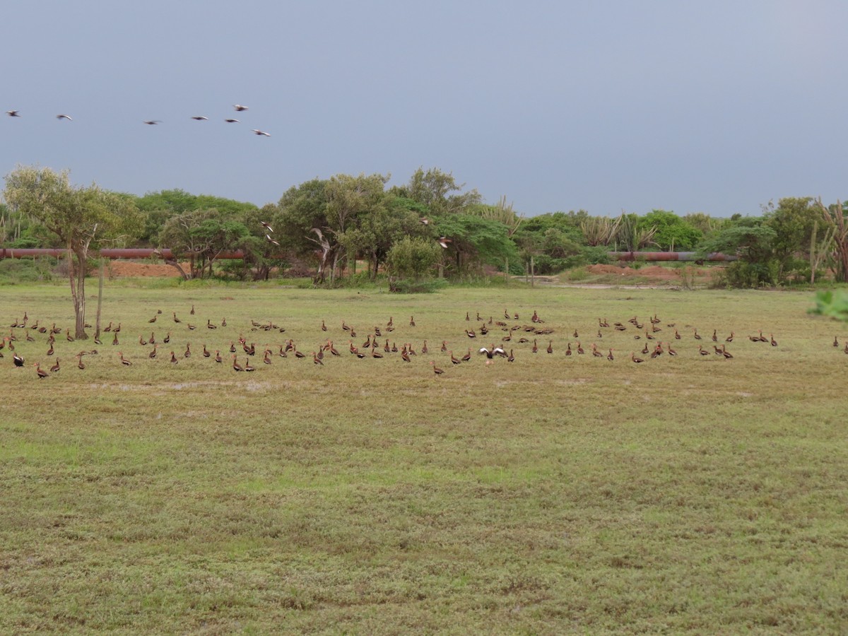 Black-bellied Whistling-Duck - ML620888572