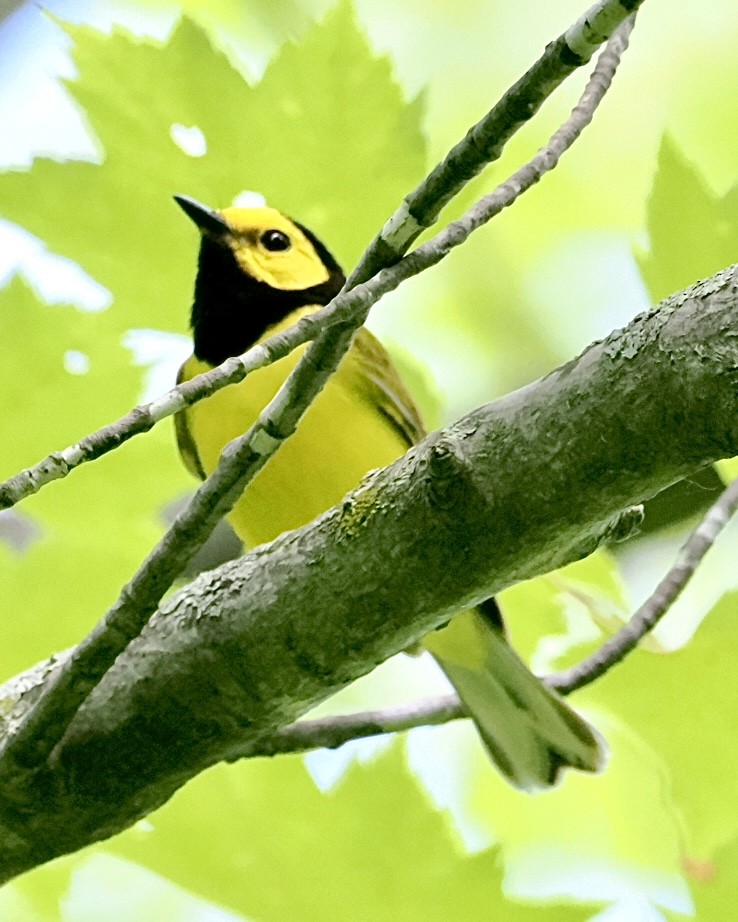 Hooded Warbler - ML620888574