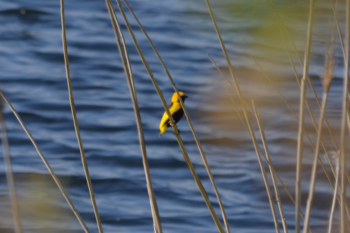 Yellow-crowned Bishop - ML620888576