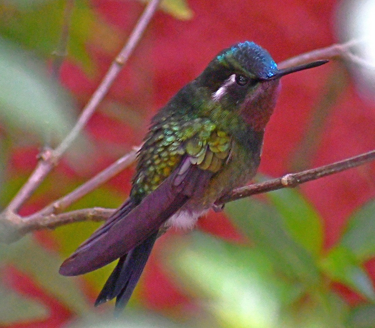 kolibřík fialovohrdlý - ML620888579