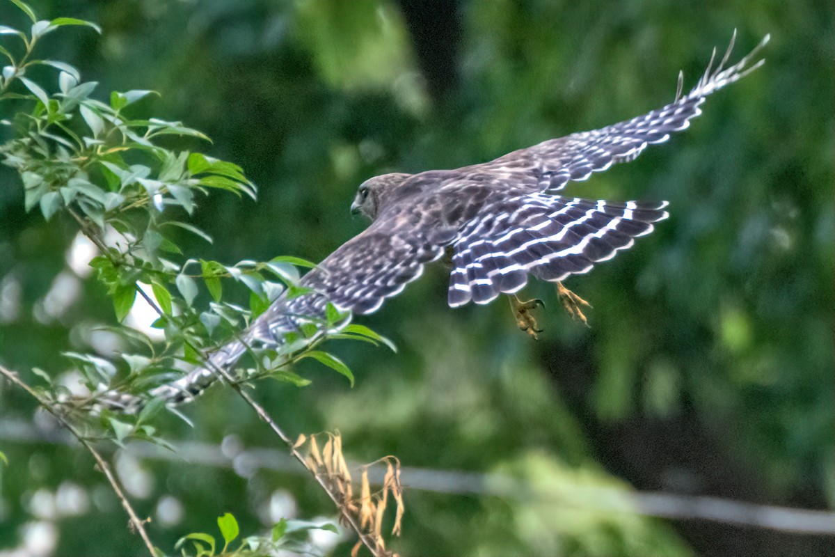 Red-shouldered Hawk - ML620888582