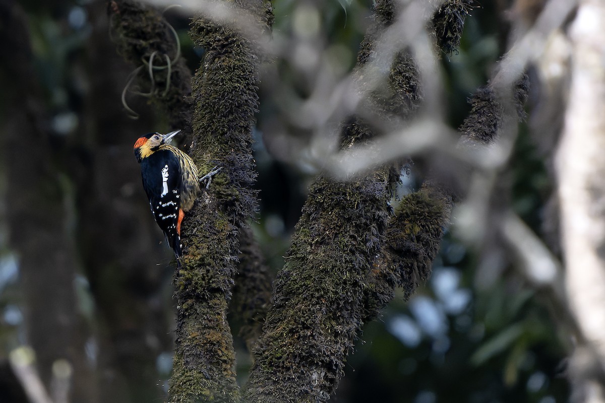 Darjeeling Woodpecker - ML620888583