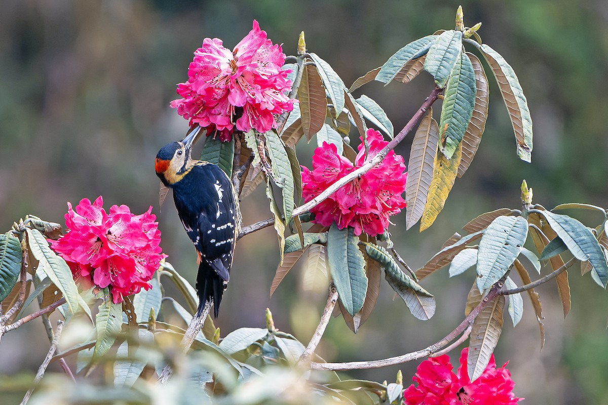 Darjeeling Woodpecker - ML620888584