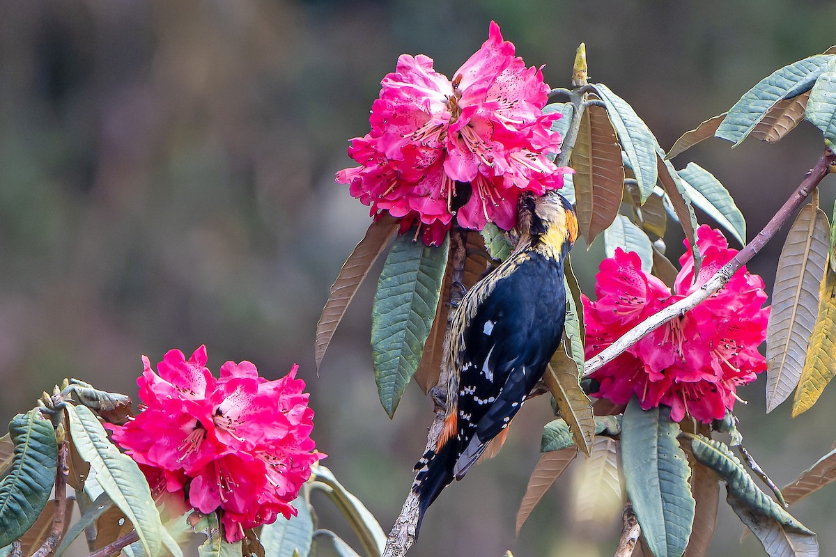 Darjeeling Woodpecker - ML620888585