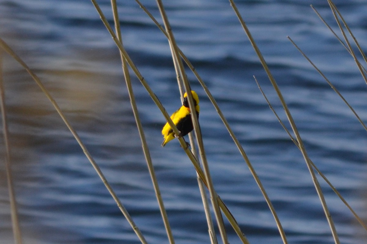 Yellow-crowned Bishop - Paulo  Roncon