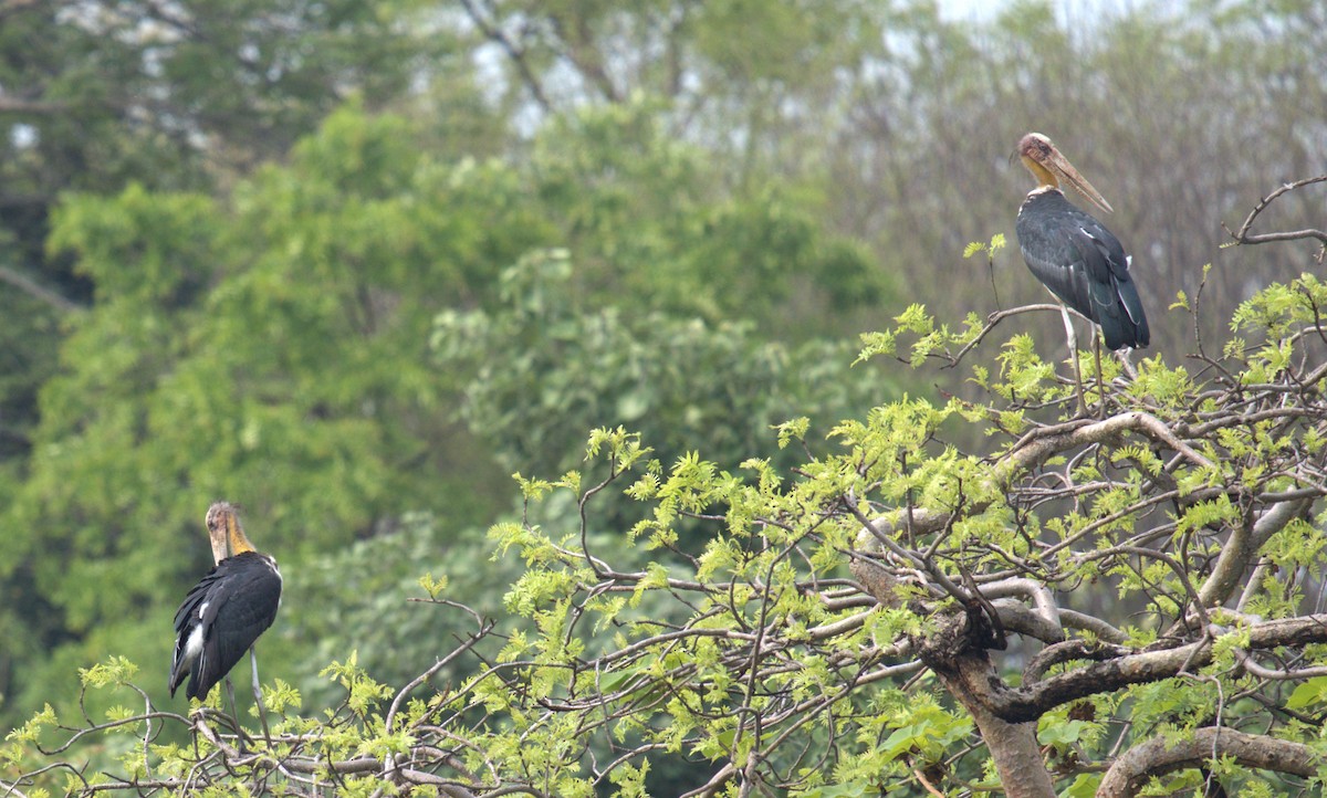 Lesser Adjutant - ML620888599