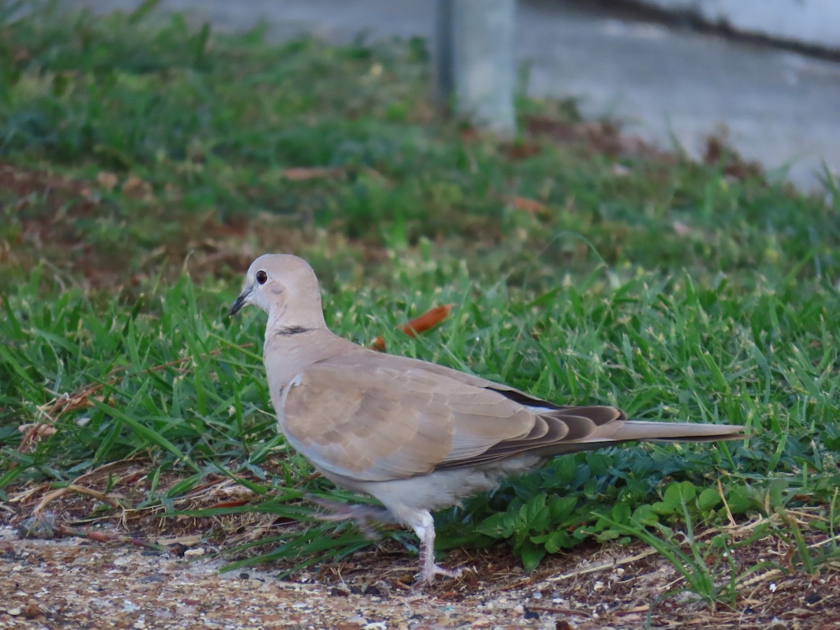 Eurasian Collared-Dove - ML620888600