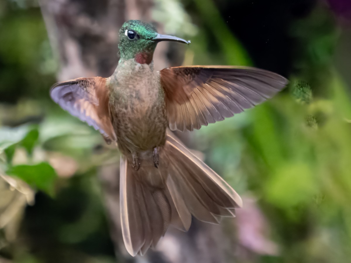 Fawn-breasted Brilliant - ML620888601