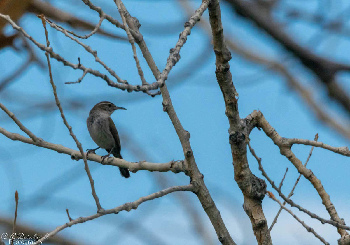 Bewick's Wren - ML620888607