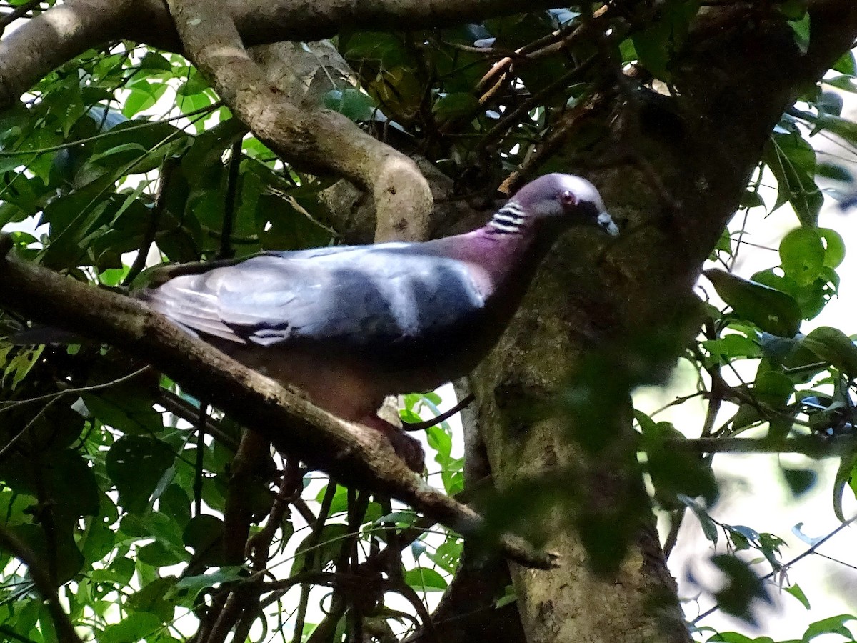 Sri Lanka Wood-Pigeon - ML620888619