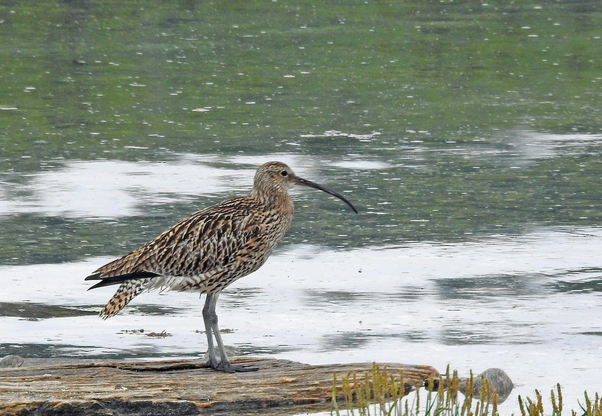 チュウシャクシギ（phaeopus） - ML620888632