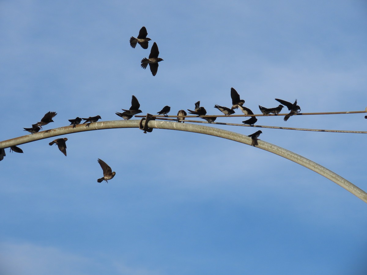 Purple Martin - ML620888636