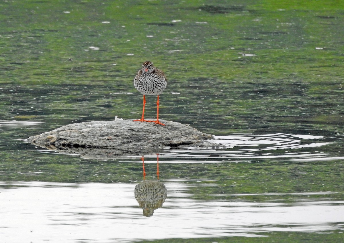 Common Redshank - ML620888641