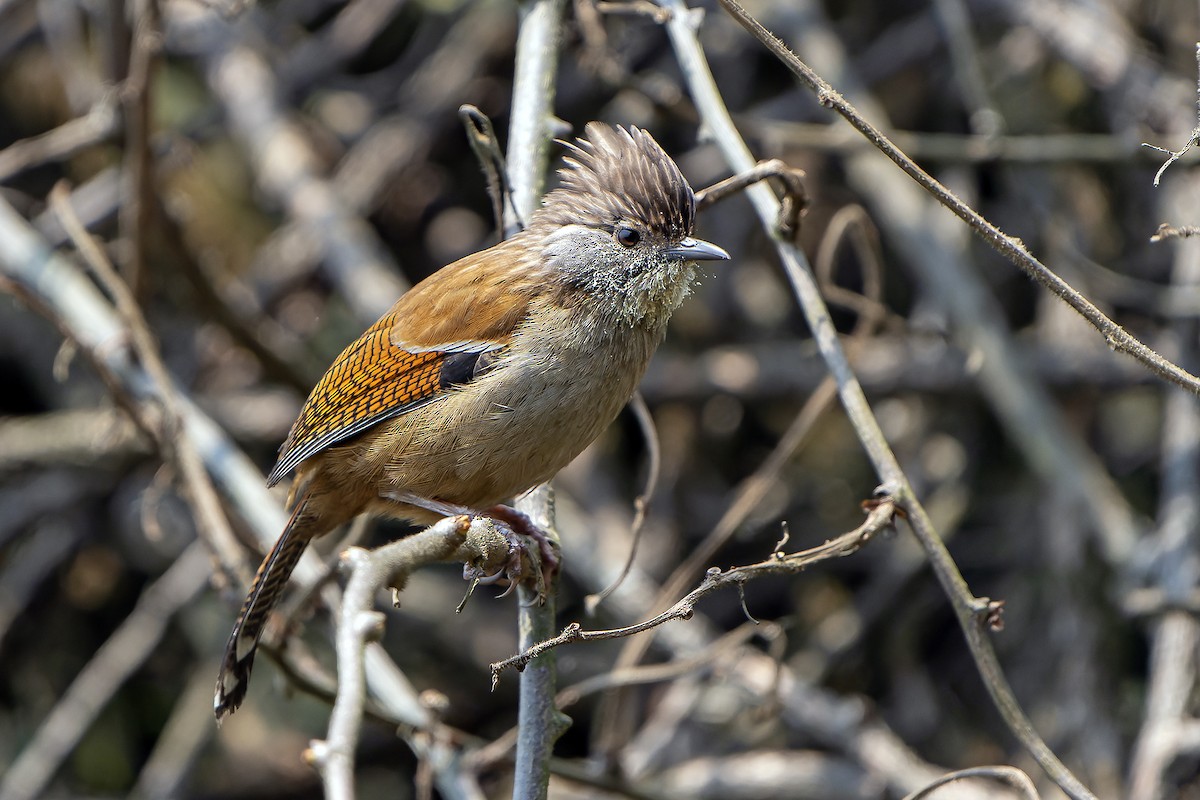 Actinodura Nepalesa - ML620888646