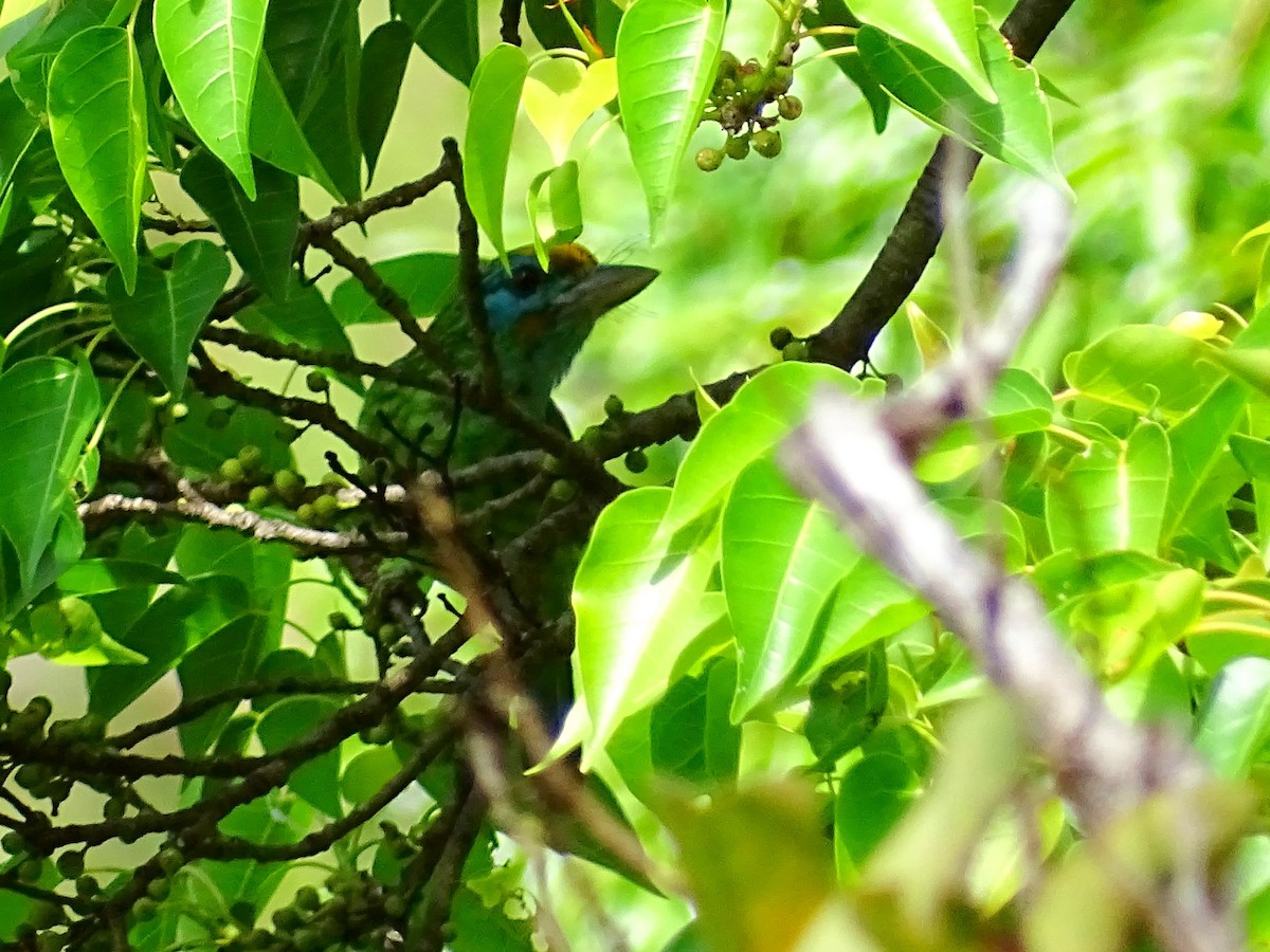 Yellow-fronted Barbet - ML620888650