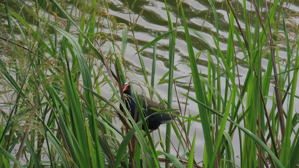 Purple Gallinule - ML620888655