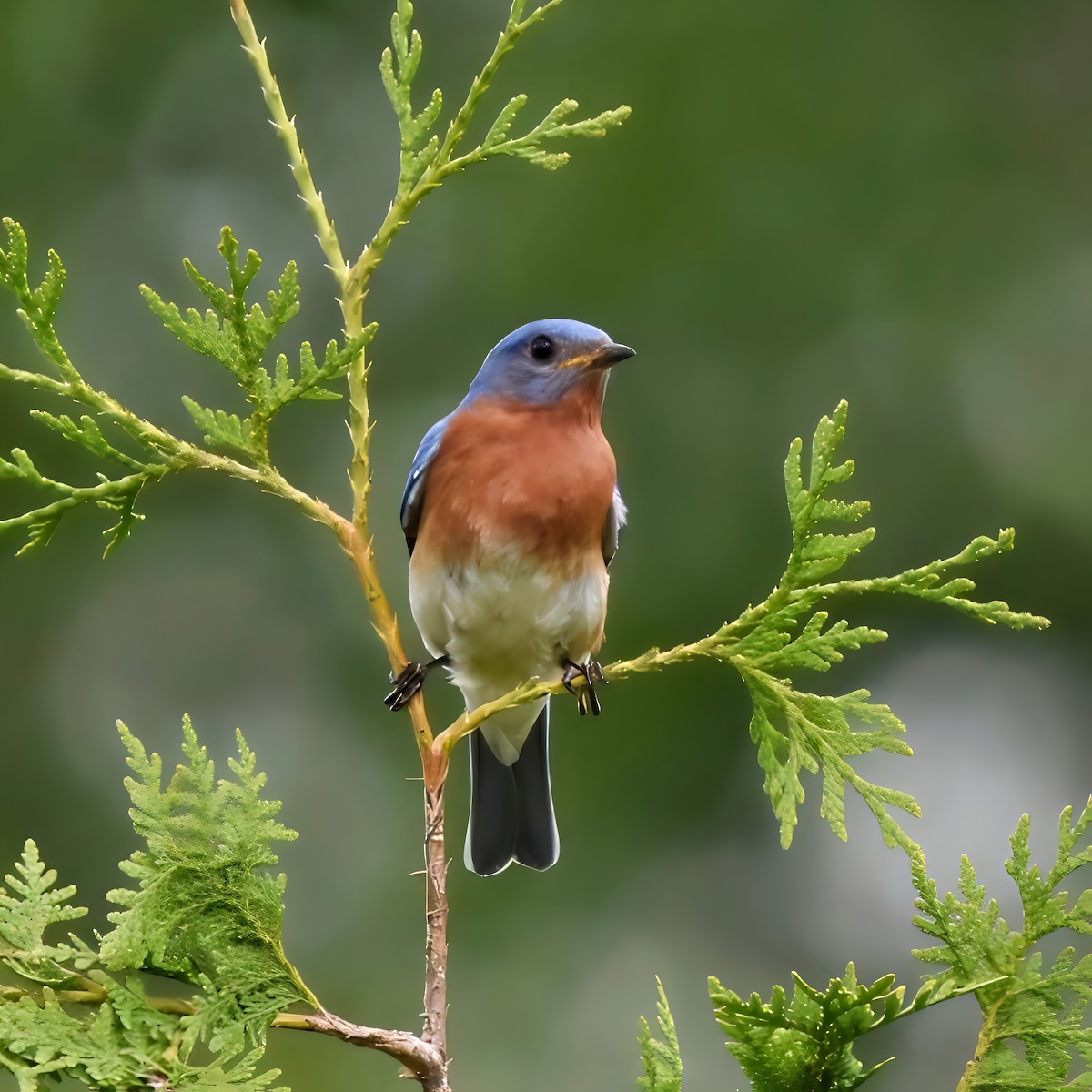 Eastern Bluebird - ML620888656