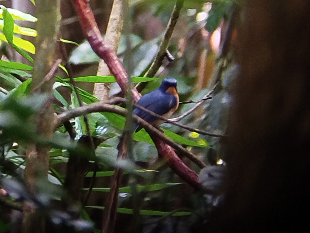 Indochinese Blue Flycatcher - Lars Mannzen