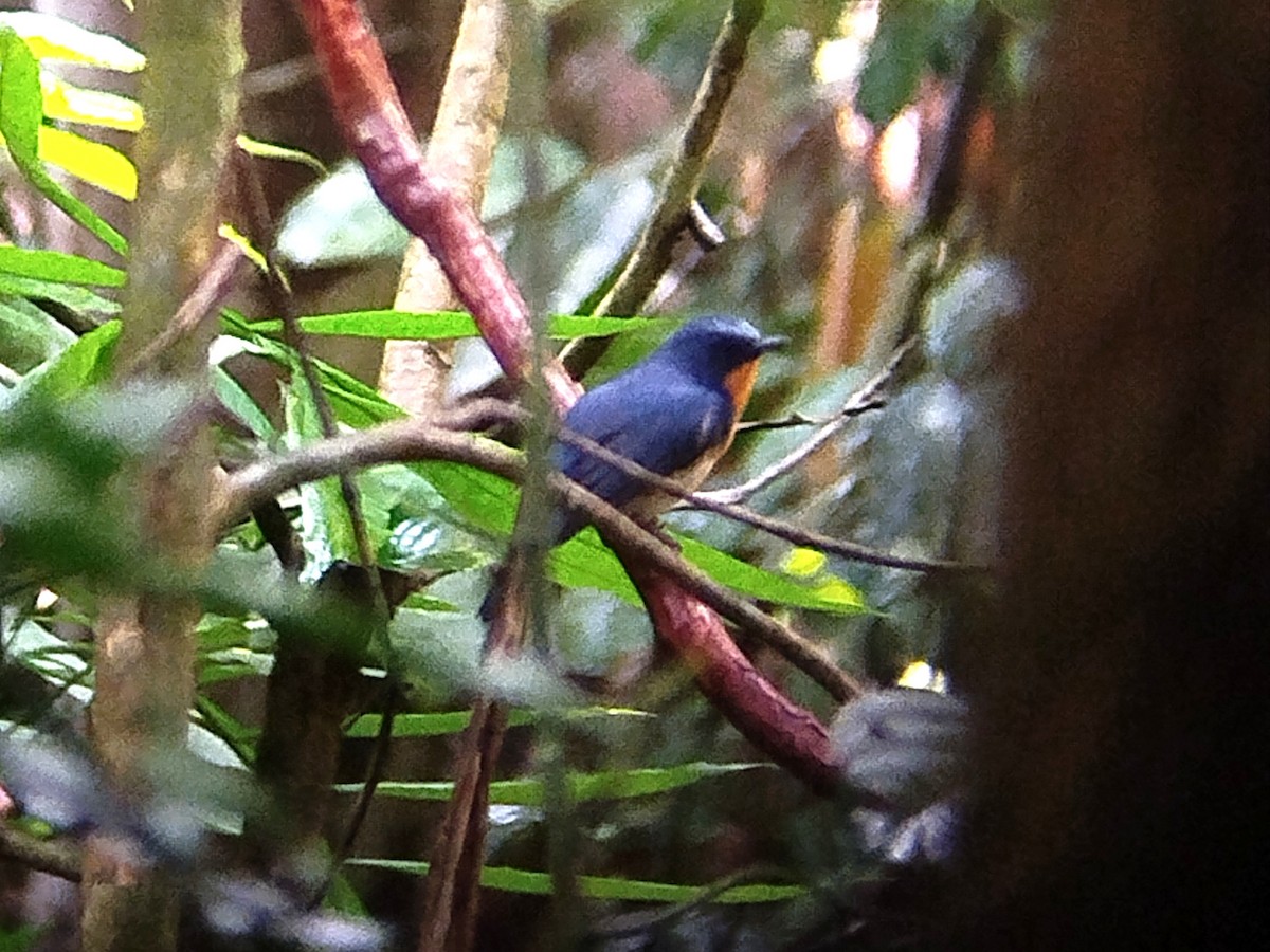 Indochinese Blue Flycatcher - ML620888658