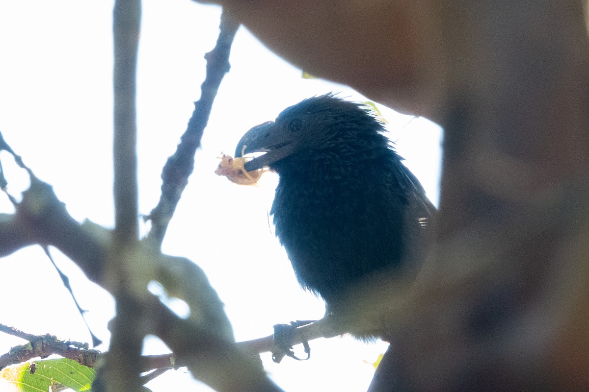 Groove-billed Ani - ML620888659