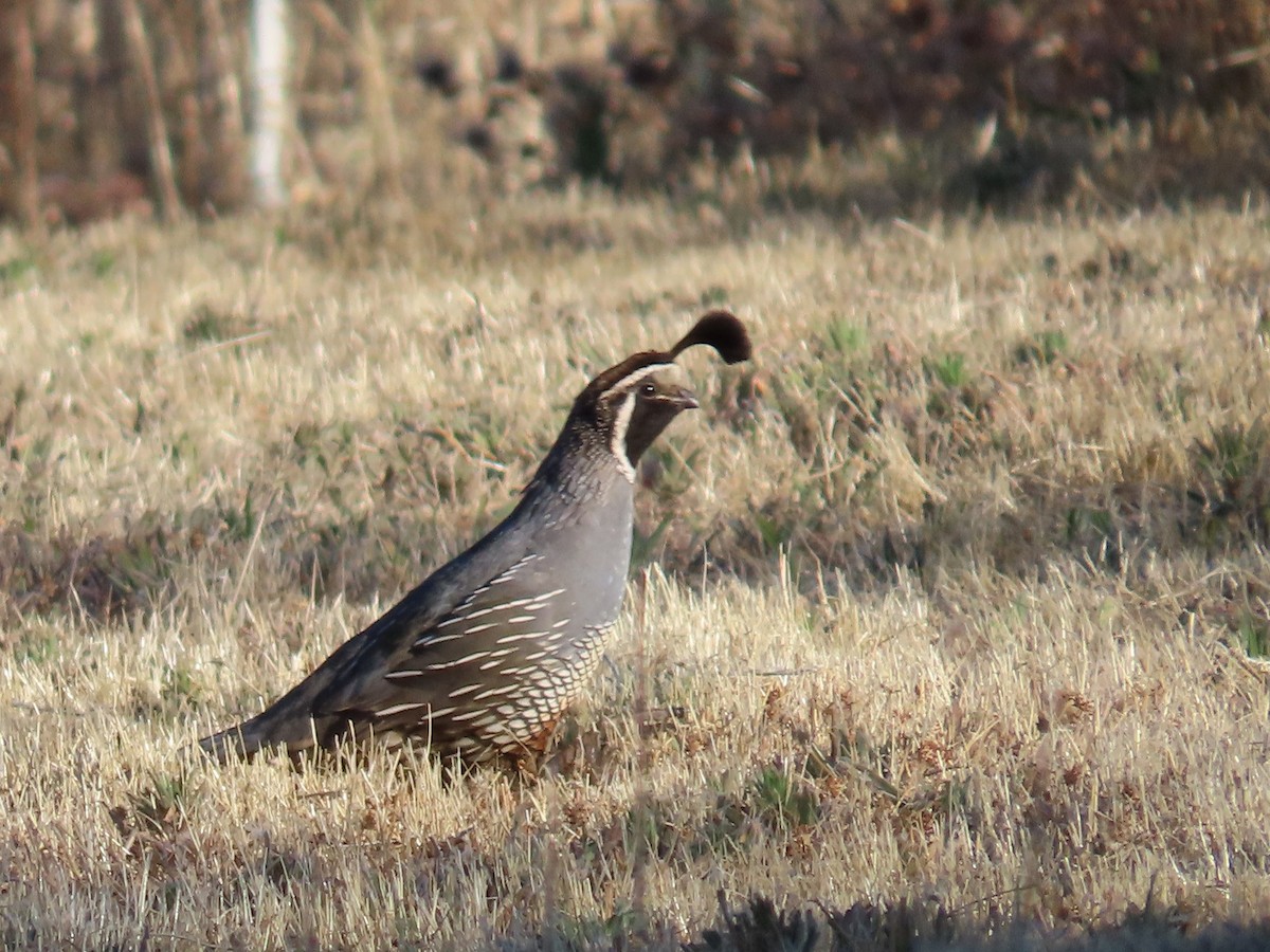 California Quail - ML620888660