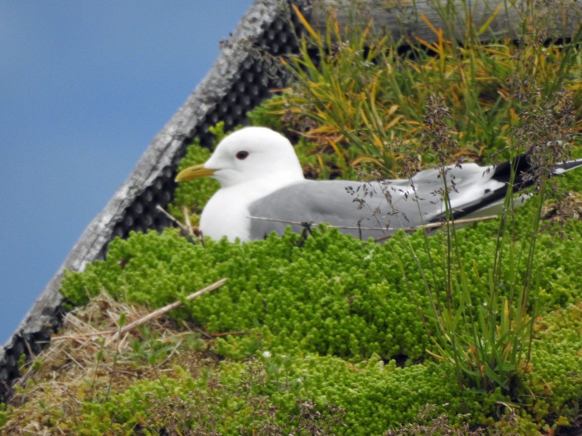 Common Gull (European) - ML620888661