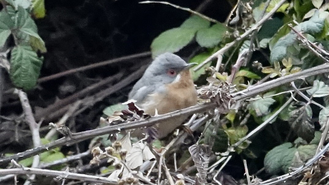 Txinbo papargorrizta iberiarra - ML620888662