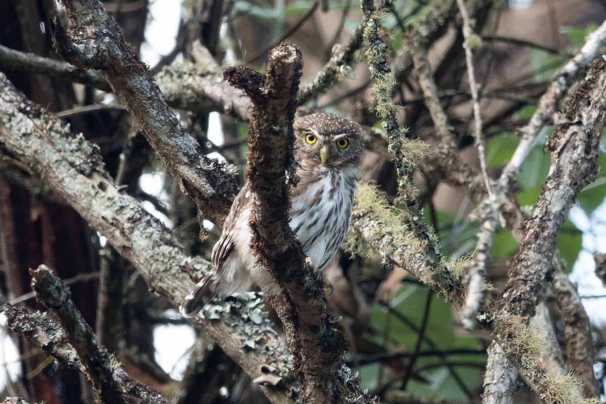 Peruvian Pygmy-Owl - ML620888663