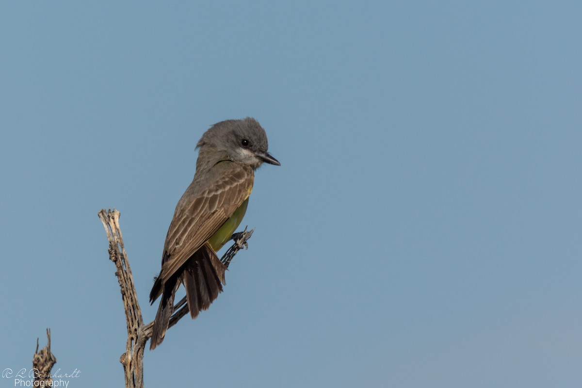 Cassin's Kingbird - ML620888664