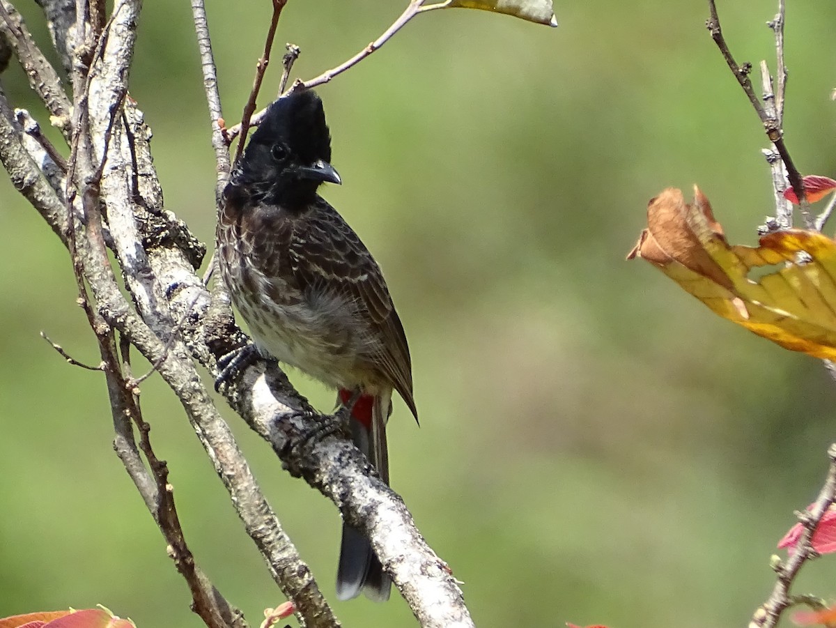 Bulbul à ventre rouge - ML620888665