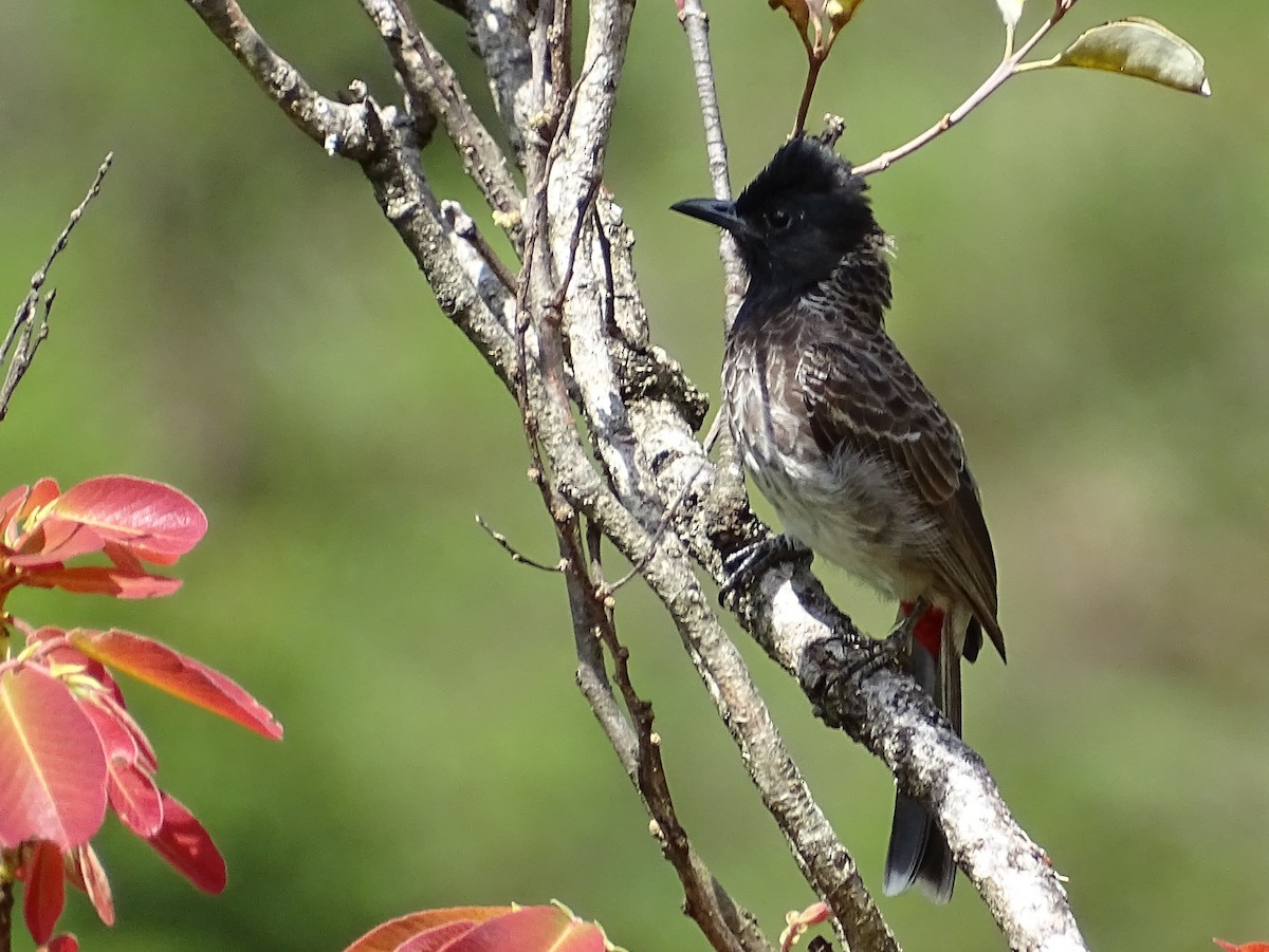 Red-vented Bulbul - Sri Srikumar