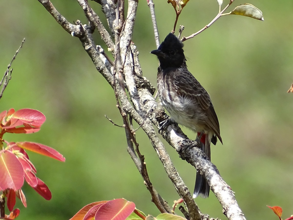 Red-vented Bulbul - ML620888667