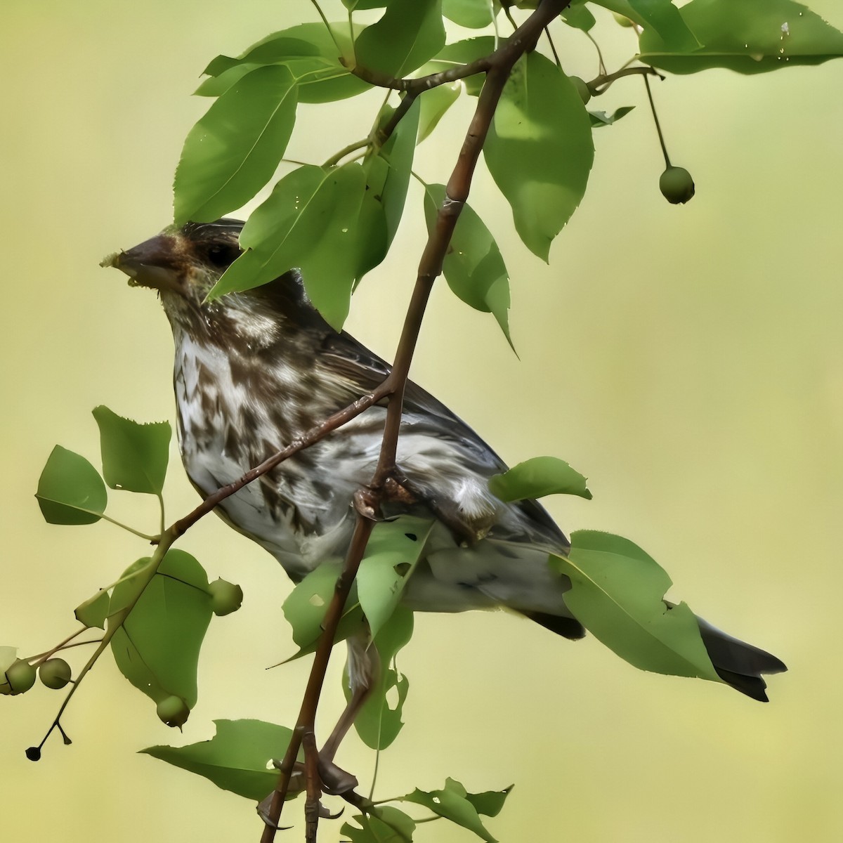 Purple Finch - ML620888668