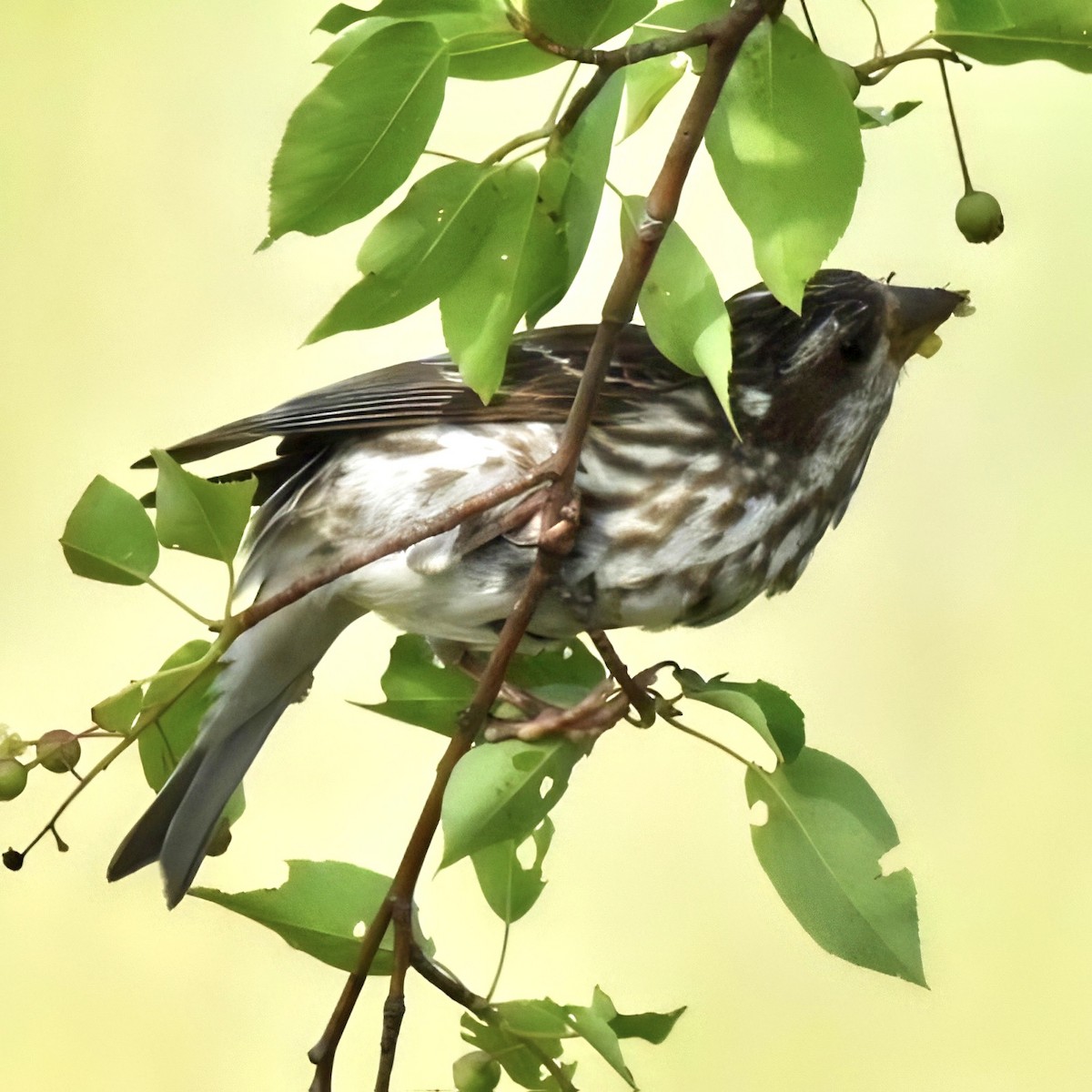 Purple Finch - ML620888670