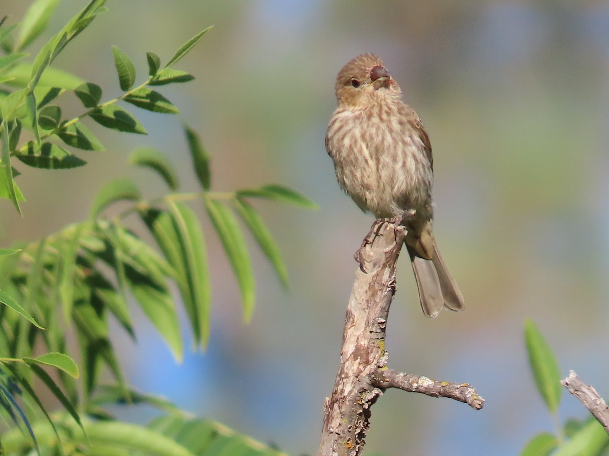 House Finch - ML620888671