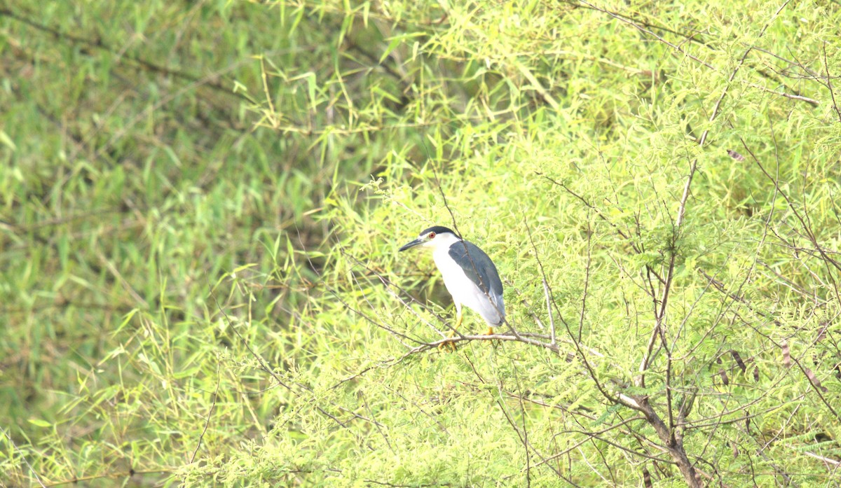 Black-crowned Night Heron - ML620888673